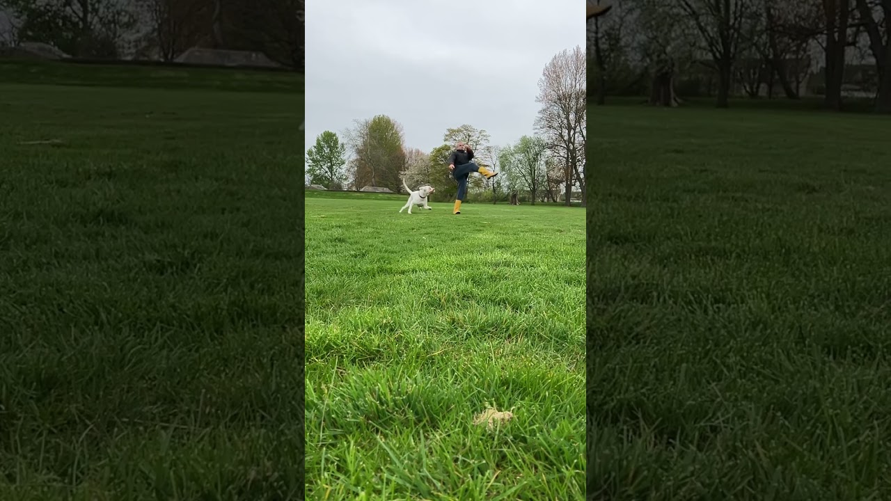 Kicking a ball for white boxer dog girl #dog #whiteboxer #ball #boxer #boxerdog #scotland #new