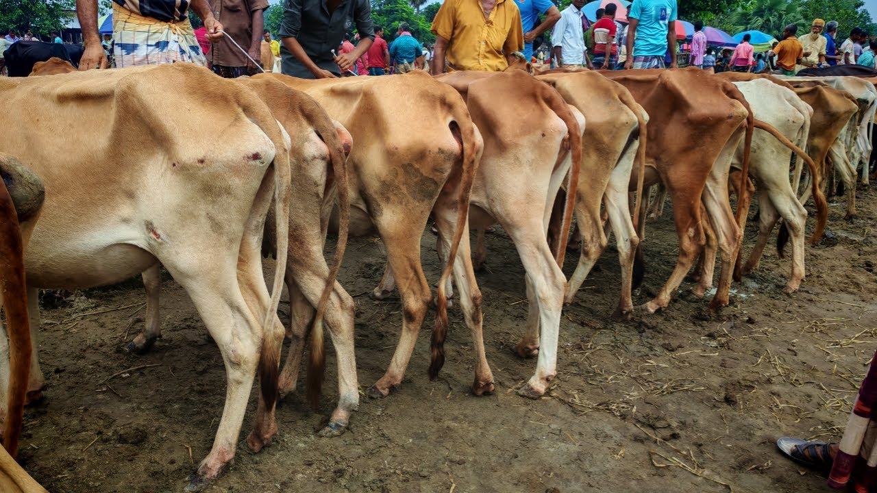 দিনাজপুর রানীগঞ্জ হাট | শুকনো হাড্ডি সার গাভী বিক্রি ১৮/০৮/২৫ | RaniGanj Cattle Market Dinajpur