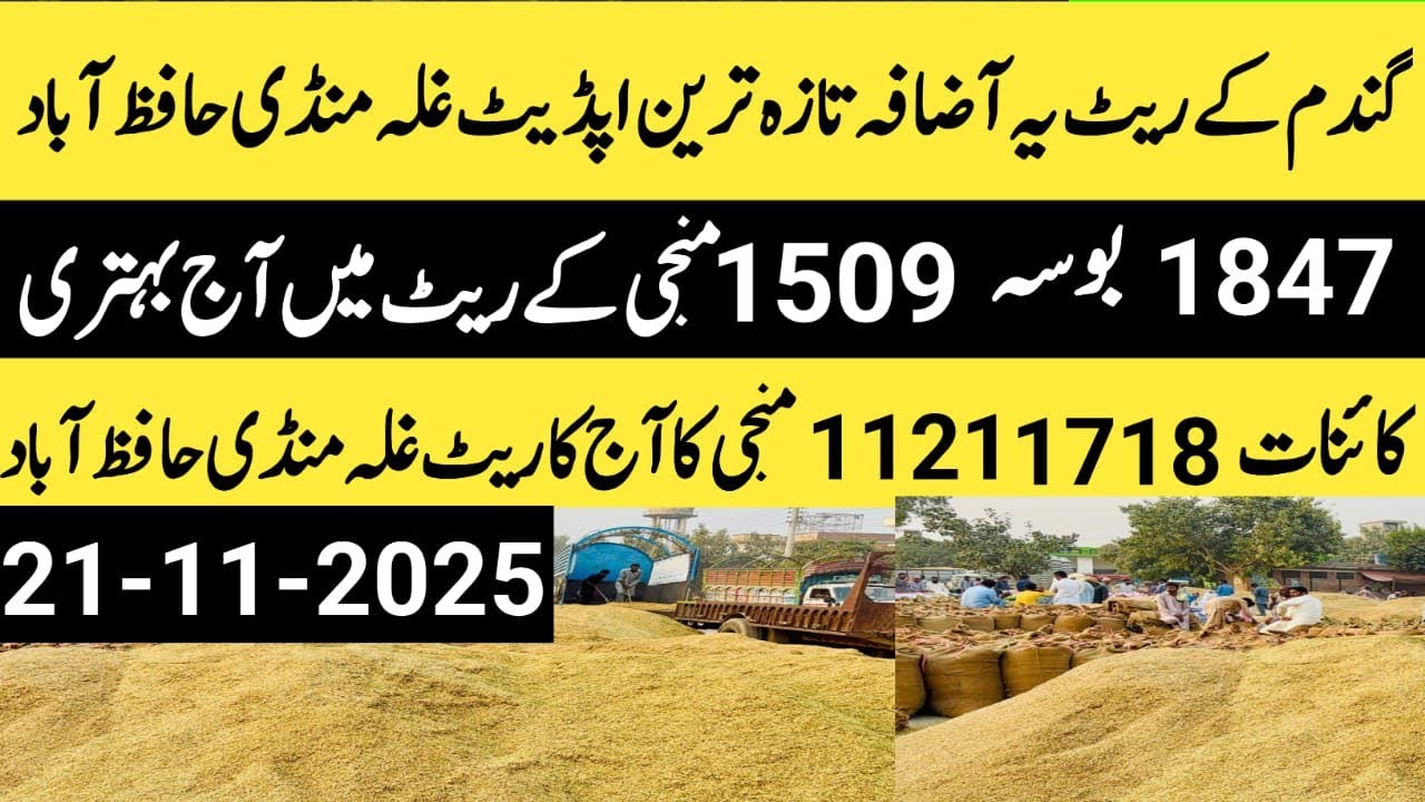 Paddy rate today 1718,1121,bosa1509,1847 rate today.wheat rate today.Makki rate today.21,11,2025