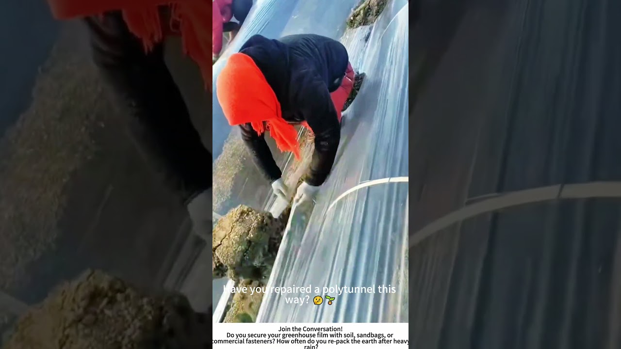 Securing Greenhouse Plastic with Mud &ndash; Low‑Tech, High‑Effect Maintenance 🌿🛠️