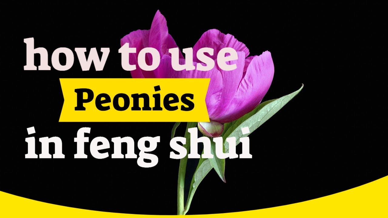 How to Use Peonies in Feng Shui?