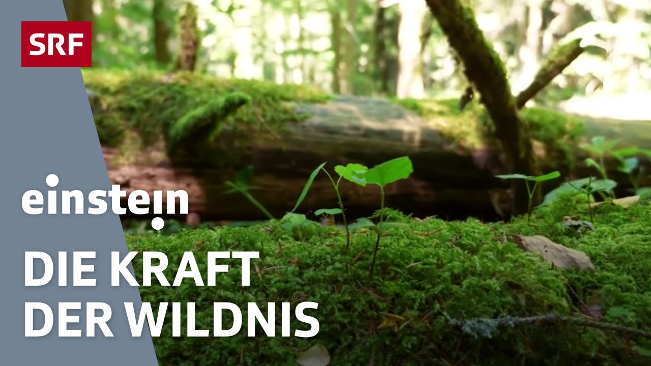 Unberührter Wald – ein wichtiger Lebensraum für Tiere und Pflanzen | Einstein | SRF Wissen