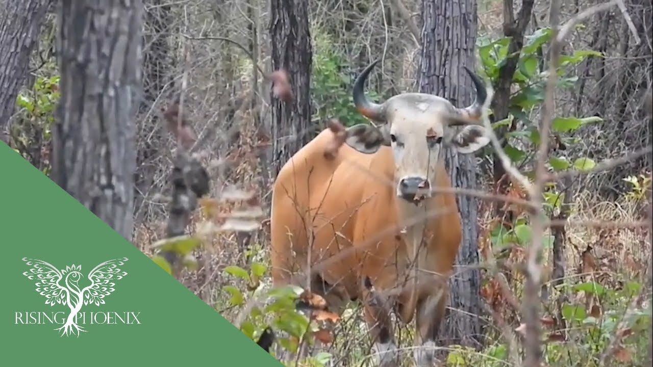 Banteng: Securing a Future in Cambodia (Khmer Version)