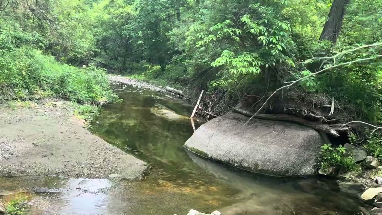 Rock hounding an Iowa creek bed. #rockhounding #fossils.