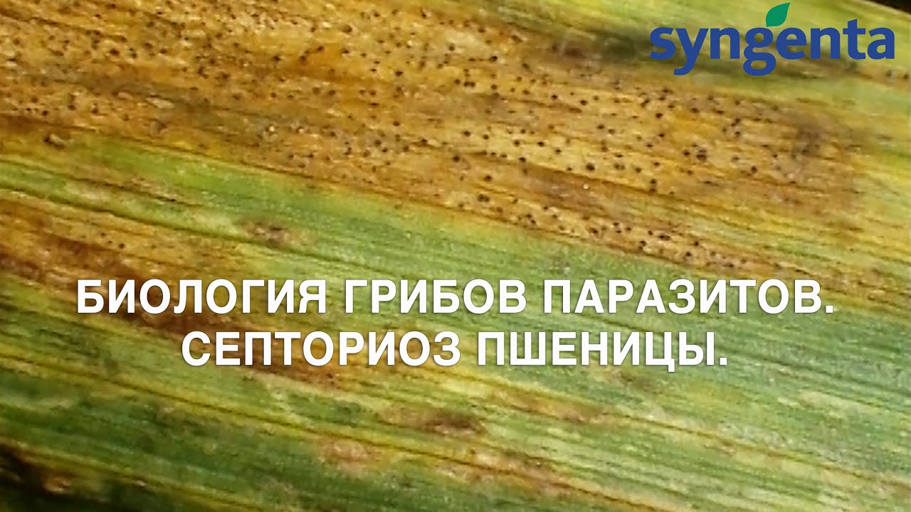 Биология грибов паразитов.  Септориоз пшеницы.