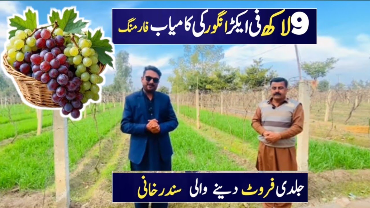 Grapes farming in pakistan | Angoor ki Kasht | Sundar khani grapes Farming | انگور کی کاشت
