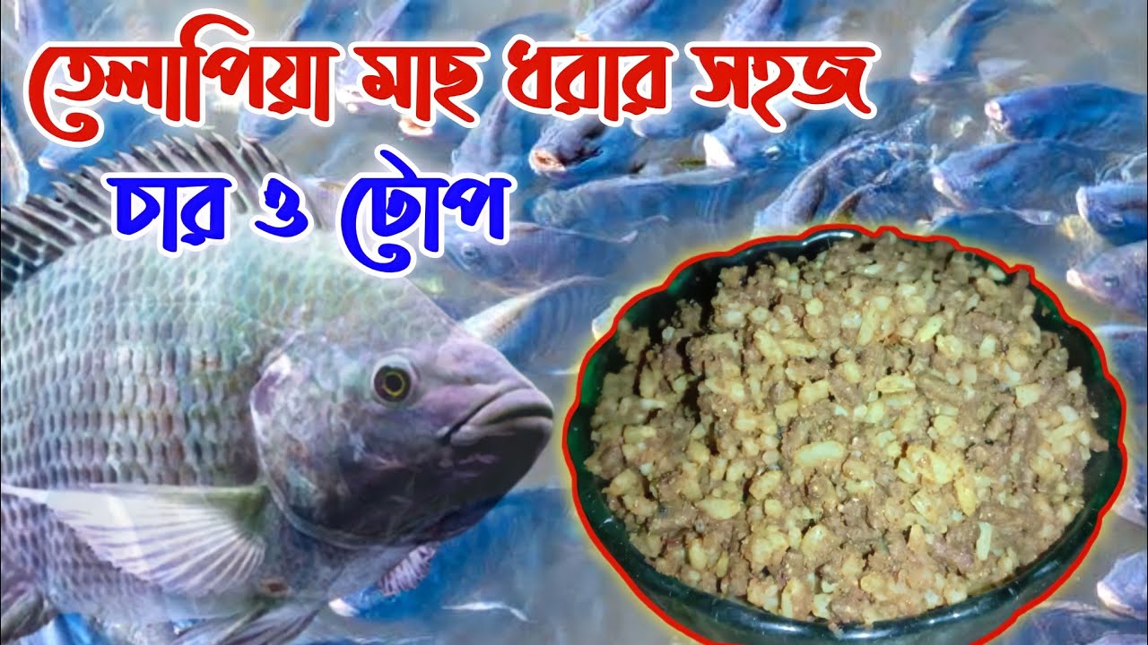 তেলাপিয়া মাছ ধরার সহজ চার ও টোপ | Tilapia fishing bait | Tilapia fish four || Tilapia macher top