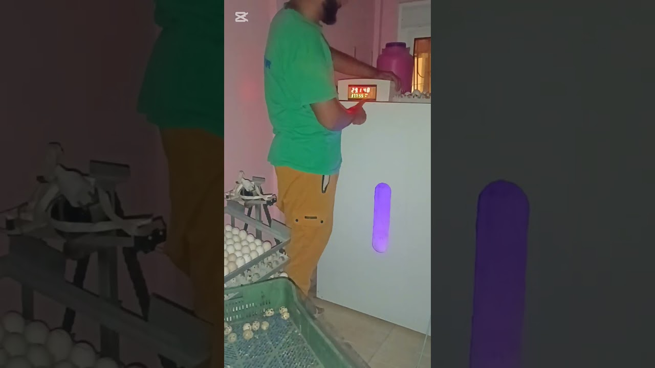 ميراج البيض الدجاج من بعد 18 يوم  ووضعه في صناديق التفقيس🥚🥚🥚🥚🐥🐥🐥🐥