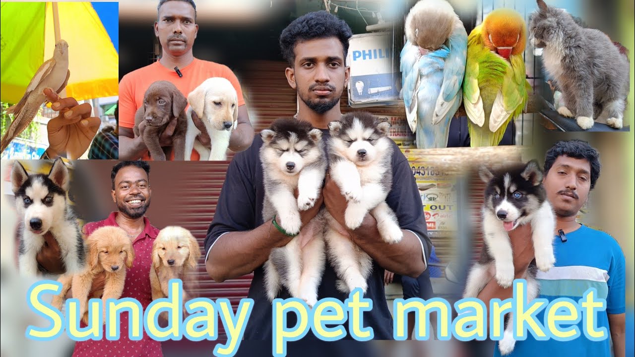 Broadway Sunday pet market Chennai, குறைந்த விலையில் செல்லப்பிராணிகள் வாங்கும் இடம் ❣️❣️, dogs,cat