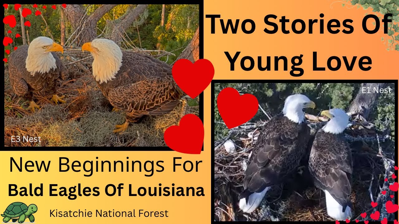 A Search For The Perfect Mate | Bald Eagles Of Louisiana | Kisatchie National Forest E3 and E1 Nests
