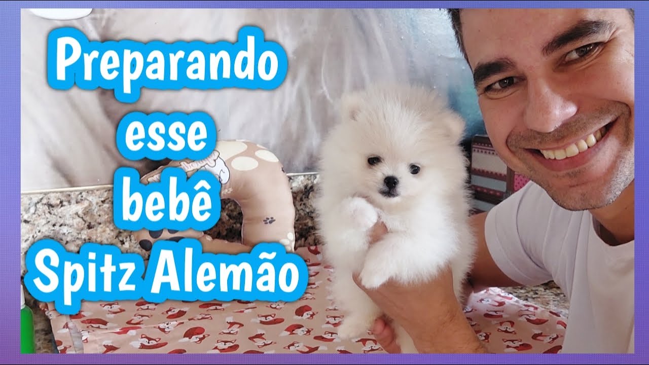 PREPARANDO UM FILHOTE DE SPITZ ALEMÃO