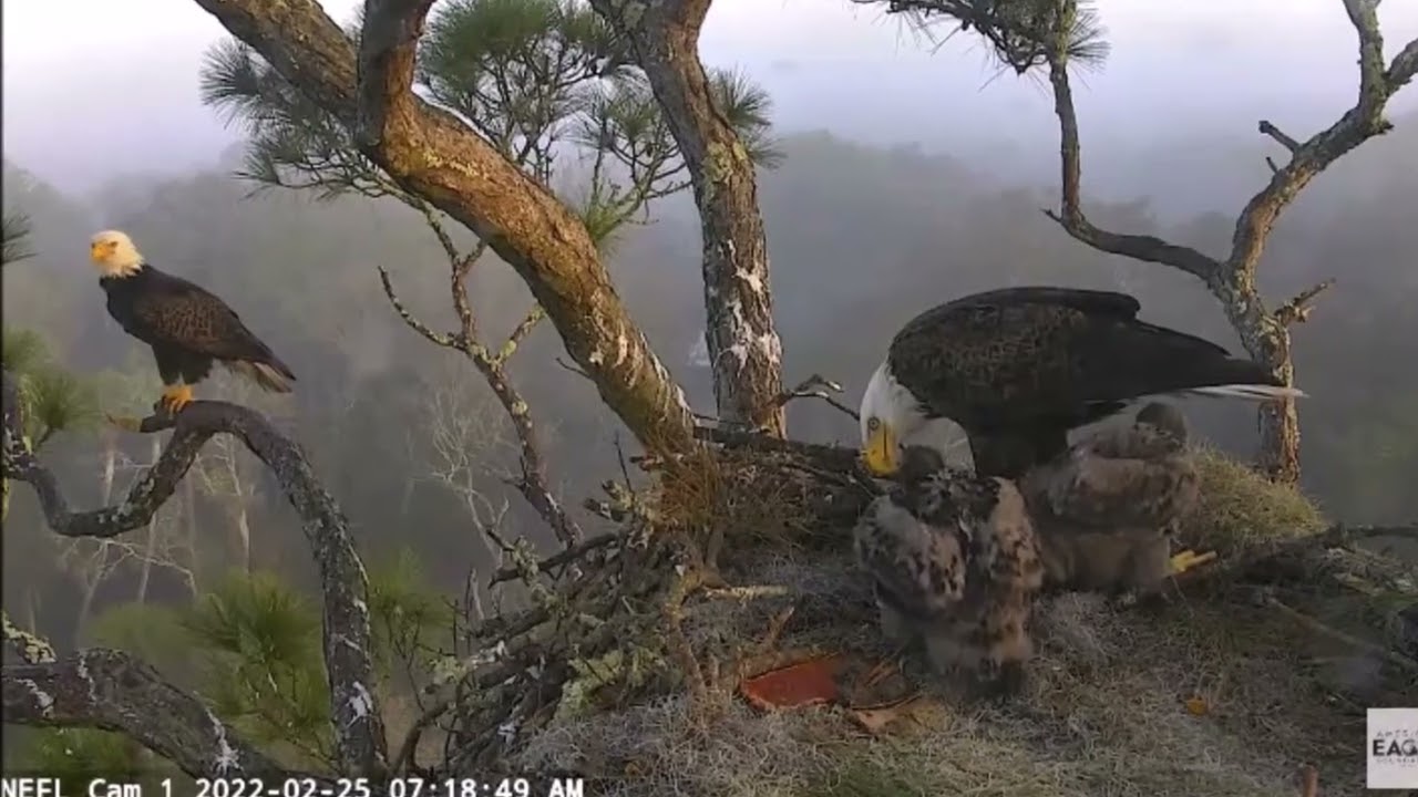 AEF~NEFL Nest Cam~End of Season Slide show~Samson Gabrielle Rocket Jasper 2022
