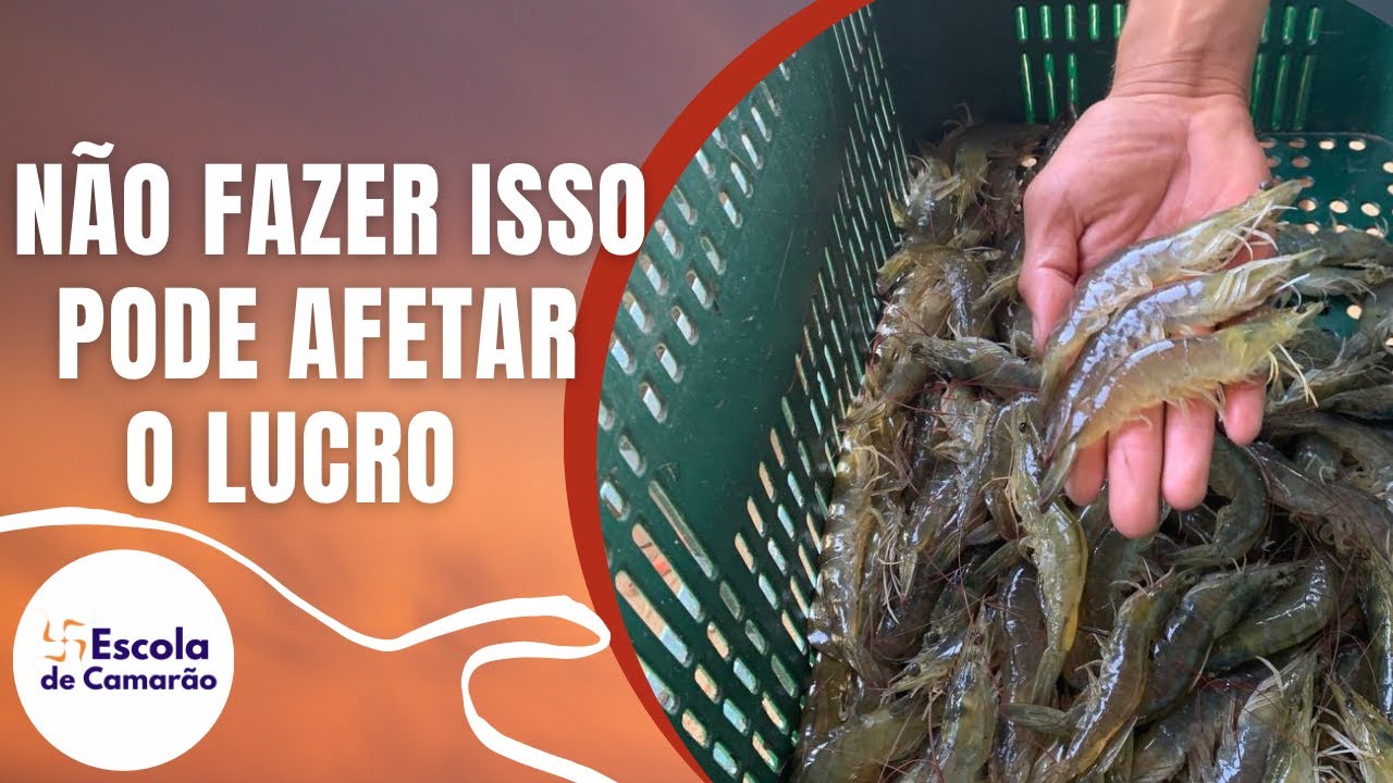 Assim o lucro do camarão é impactado