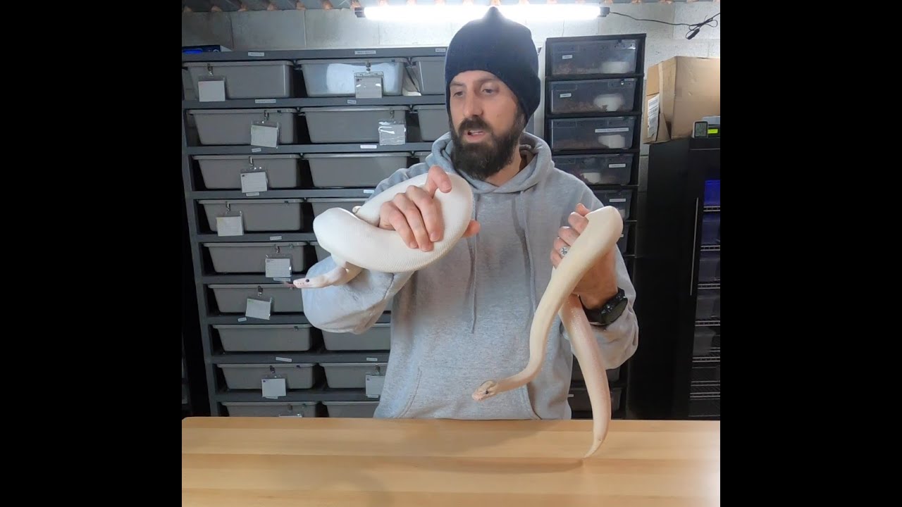 SNEAK PEEK #8 into the Ball Python breeding season 2020-2021! Ivory Leopard and Yellowbelly!
