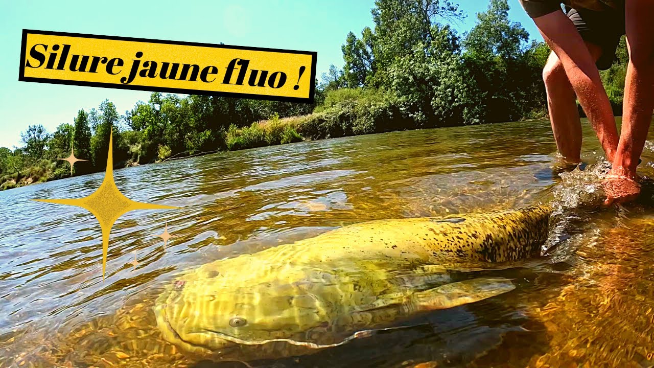 Je pêche un SILURE JAUNE ! Pêche du Silure et de l'Aspe en Loire !