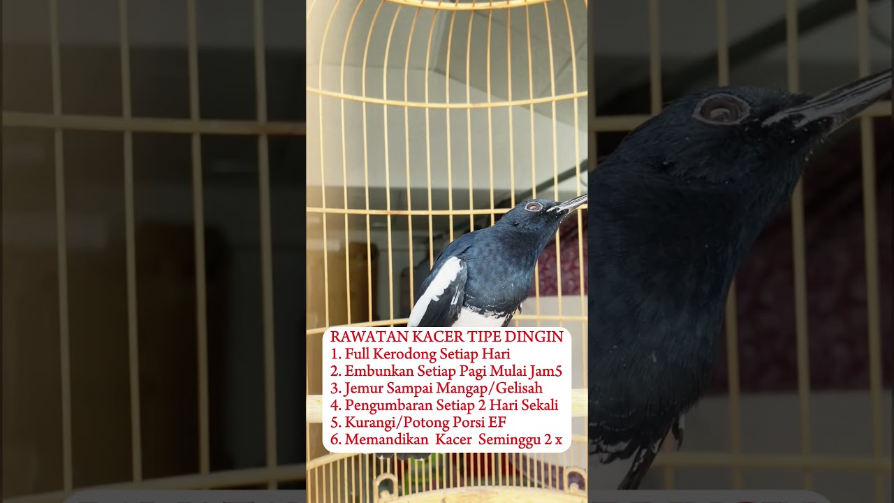 Rawatan Burung Kacer Tipe Dingin#burung #kicaumania #kicaumaniaindonesia #lovebird #kenari #burun