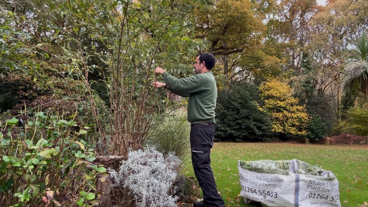 How to do an Autumn garden tidy up!
