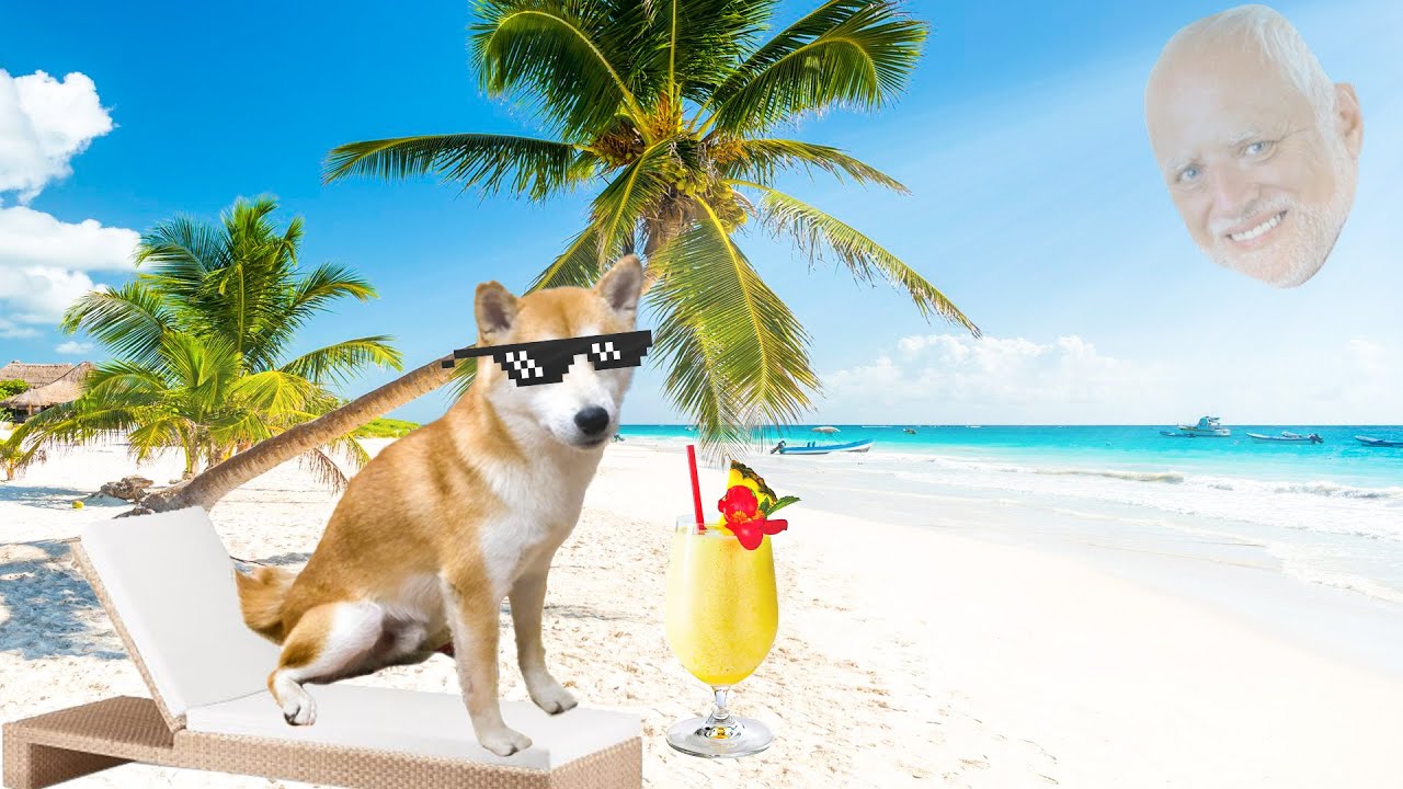 Doge Goes to 5-Star Resort ⭐⭐⭐⭐⭐