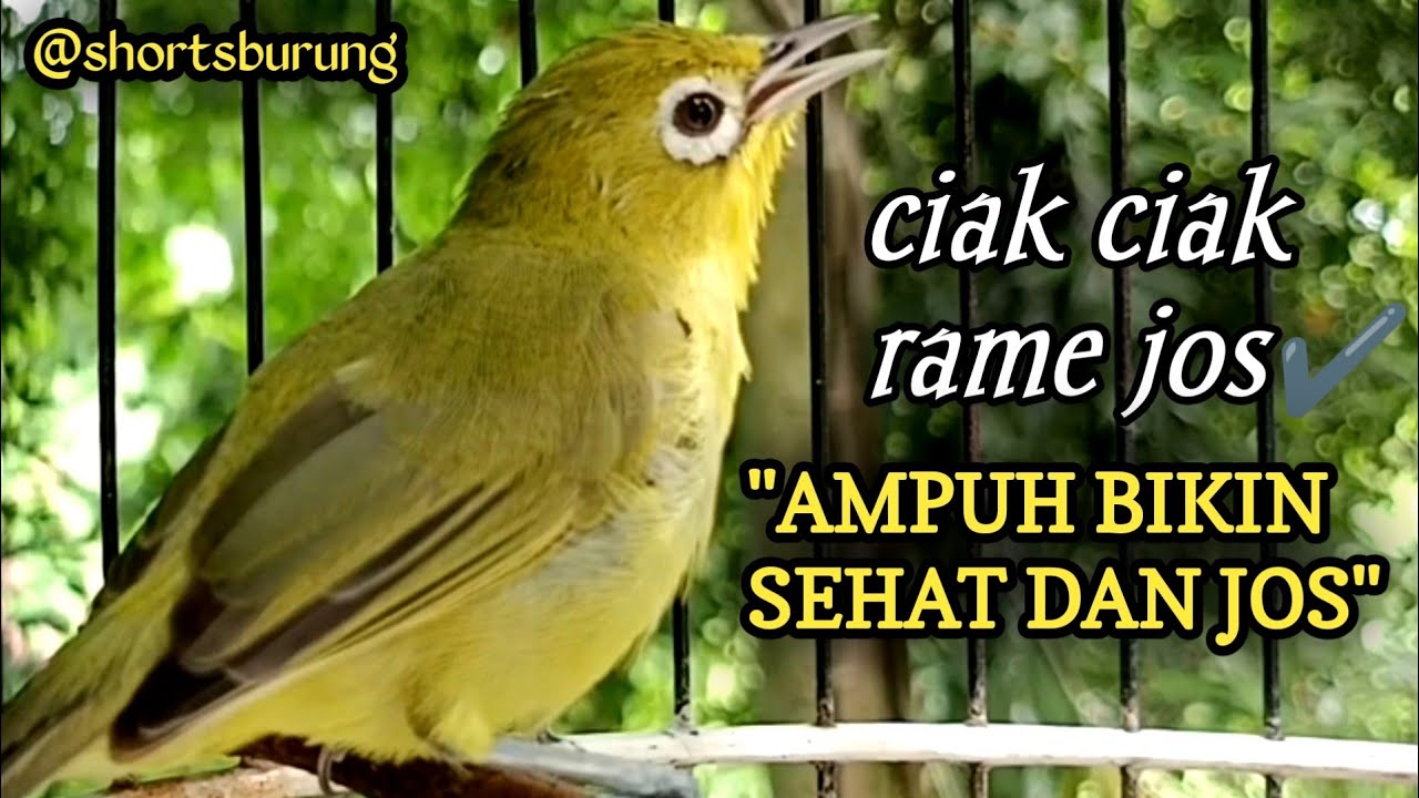 MASTERAN KECIAL KUNING LOMBA SUARA CIAK CIAK JOSS || TERAPI KECIAL KUNING MALAS BUNYI