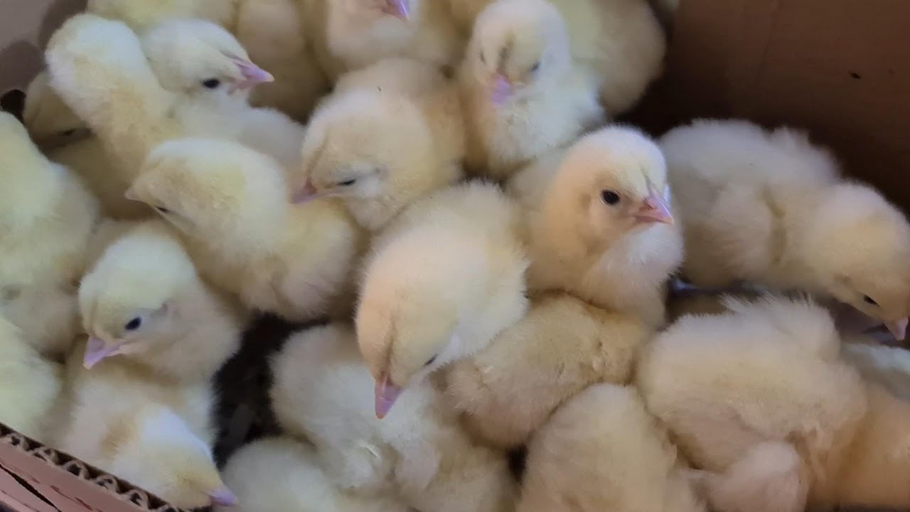 kenchic Broiler chicks @ OYONAO