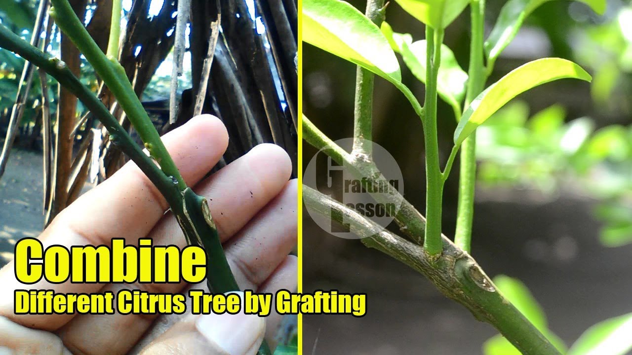 How To Combine Different Citrus Tree by Grafting