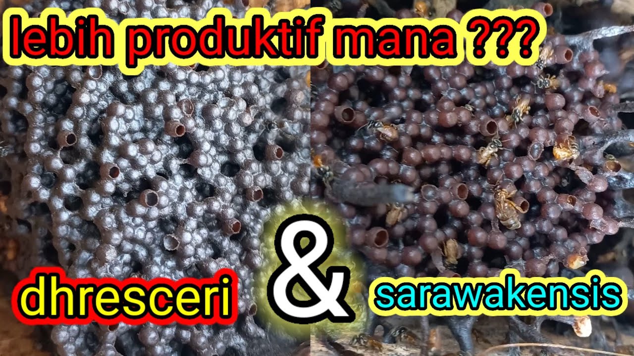perbandingan lebah kelulut jenis sarawakensis dan dresceri. 