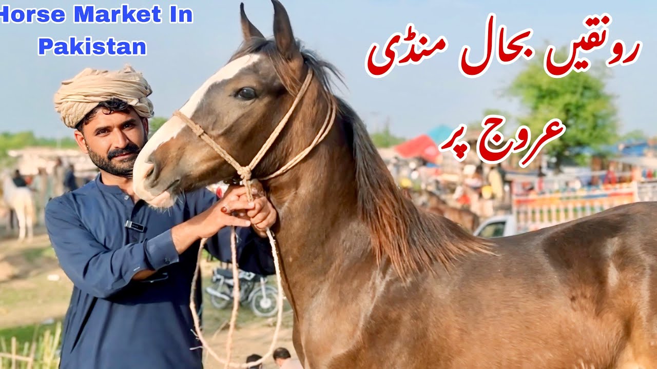 Ghoda Mandi Aminpur Bangla | Horse For Sale | Pakistani Local Horse Breed 