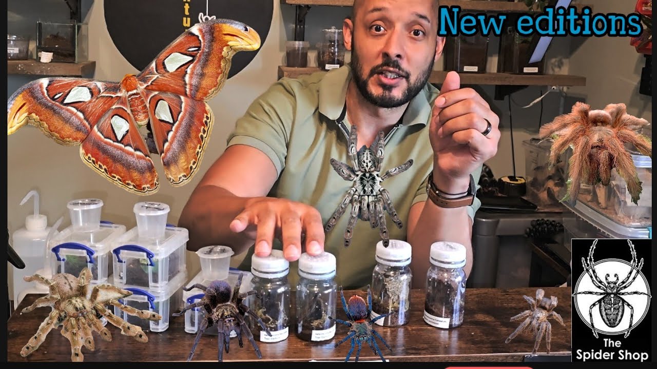 The spidershop unboxing             #www.thespidershop.co.uk