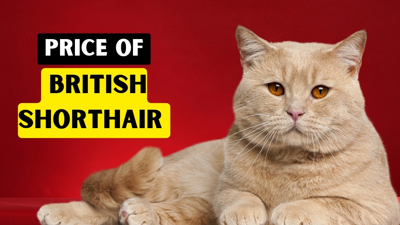 Price of British Shorthair Cat | How Much is a British Shorthair Cat?