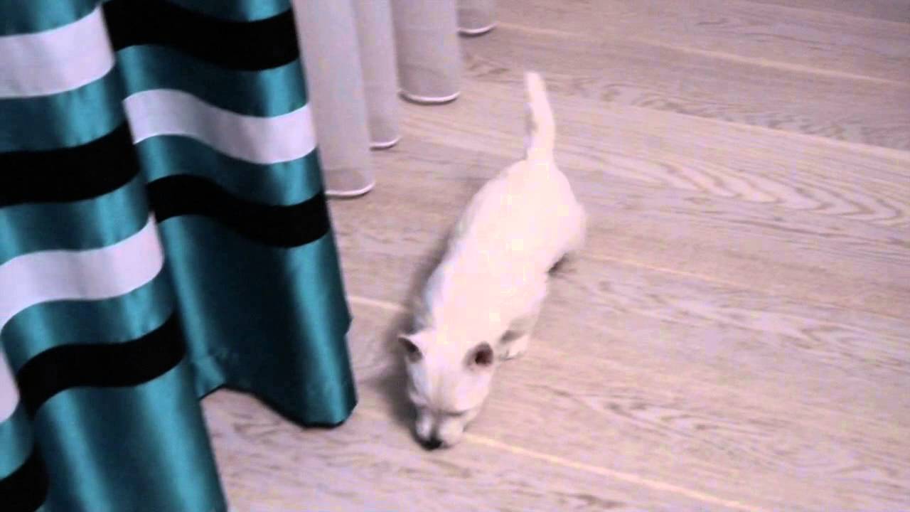 Westie puppy - Butcher, 8 weeks old, play time