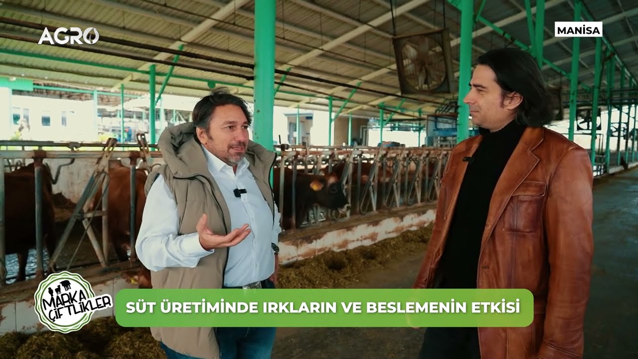 Talu Çiftliği Kendi Kendini Sağabilen Jersey İnekleri ve Fazlası | Agro TV Özel