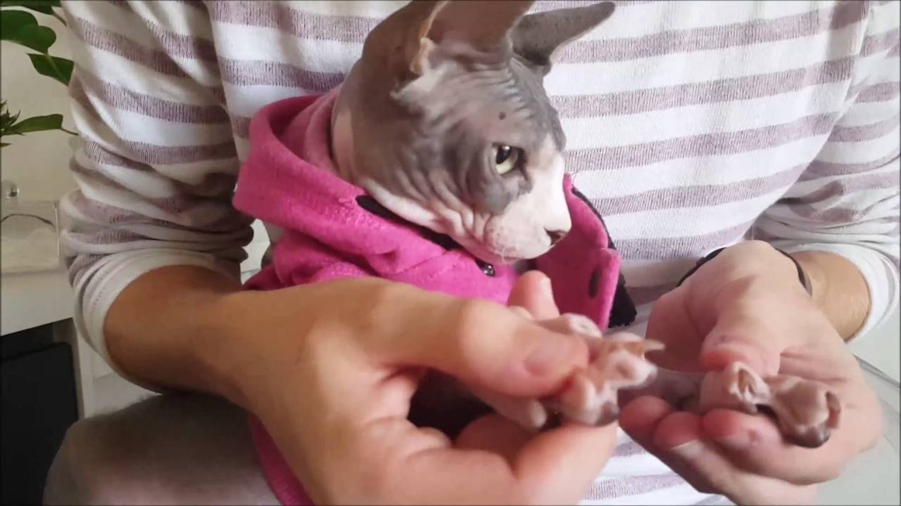 HOW TO TAKE CARE OF A SPHYNX CAT
