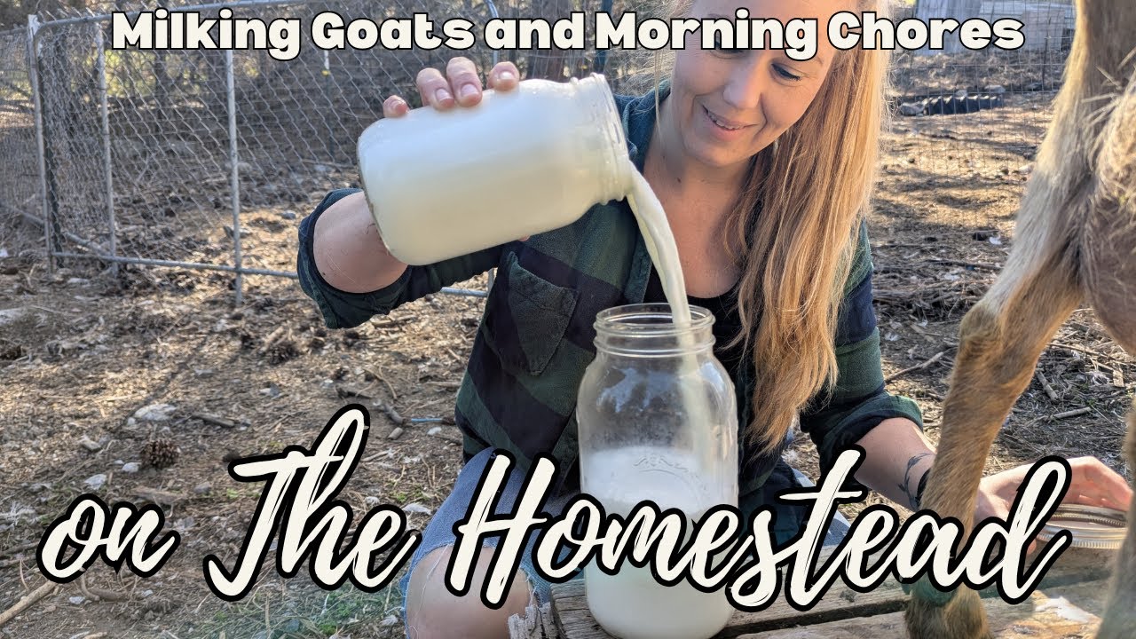 Milking Goats and Morning Chores on The Homestead