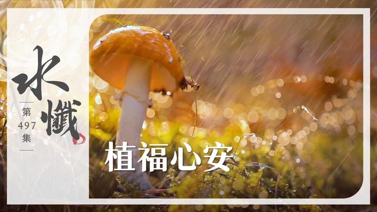 【法譬如水】 植福心安 - 第497集｜水懺｜慈悲三昧水懺｜ 20260123