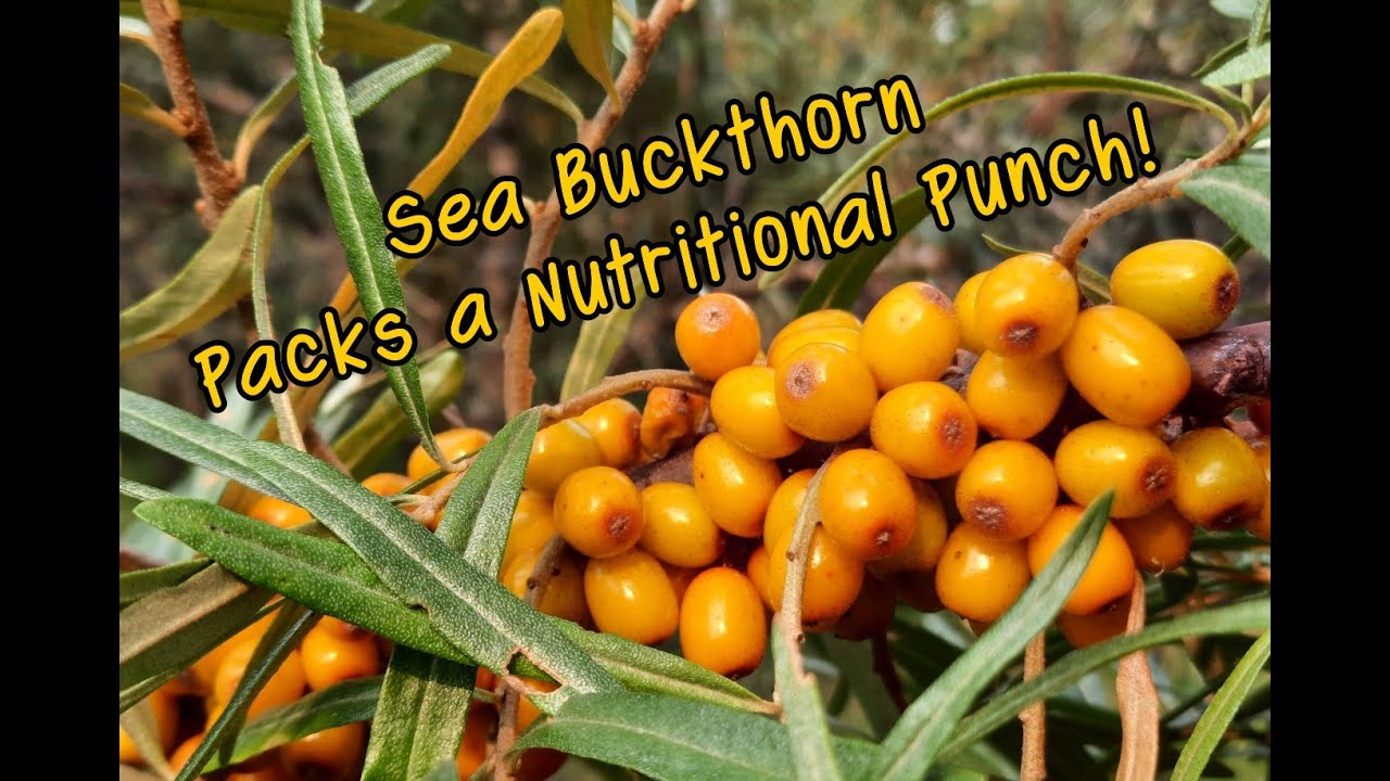 Sea Buckthorn: Nutritional and Medicinal Powerhouse!