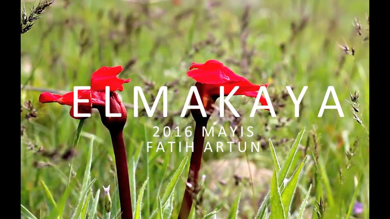 ELMAKAYA, BULANIK, MUŞ 2016