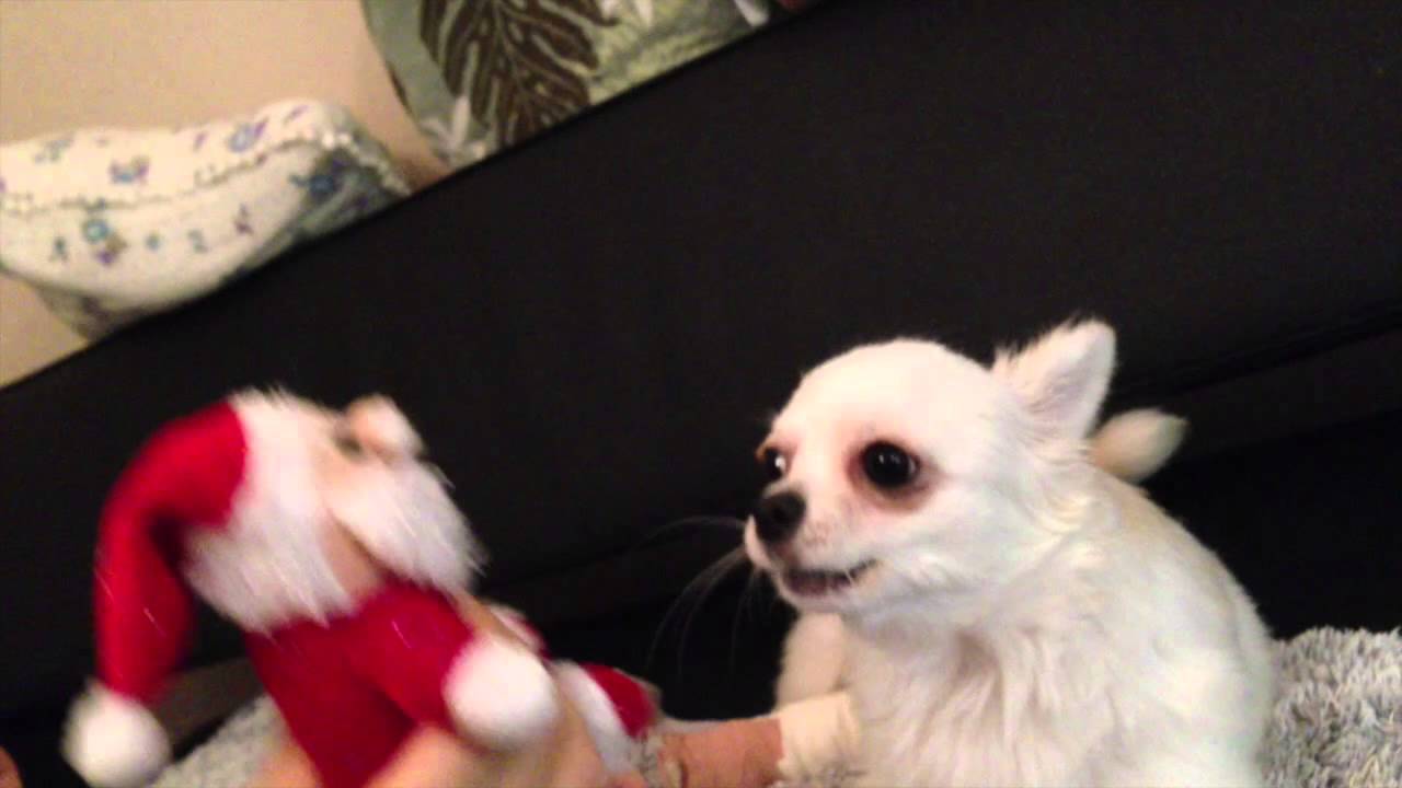 Chihuahua Singing Merry Christmas!