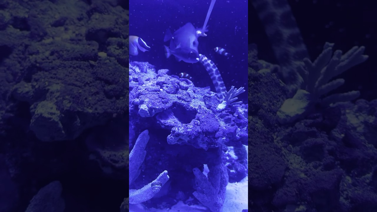 🍴REEF TANK CHAOS: Feeding a Snowflake Eel Exposed