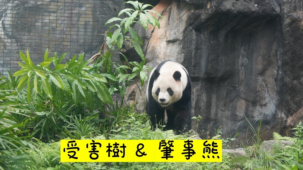 20251127 (15:05) 圓寶 & 無奈的酪梨樹 😆 | Giant Panda Yuan Bao