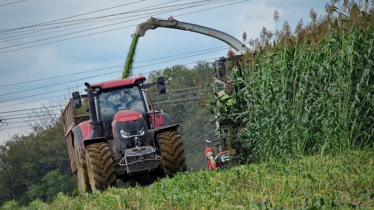 Сорго силос - Silage Sorgum 2023 [Claas Jaguar 850, Case IH Optum & 4x Tatra 815]