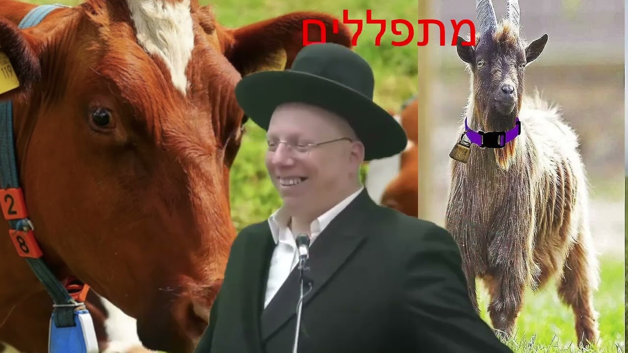 הרב ליאור גלזר פרה וכבש מתפללים קורע מצחוק