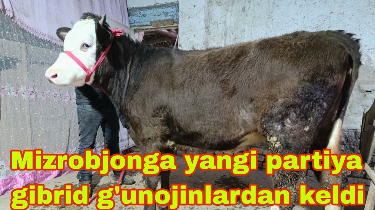 Mizrobjonga yangi partiya gibrid g'unojinlardan keldi.9января 2025 г.