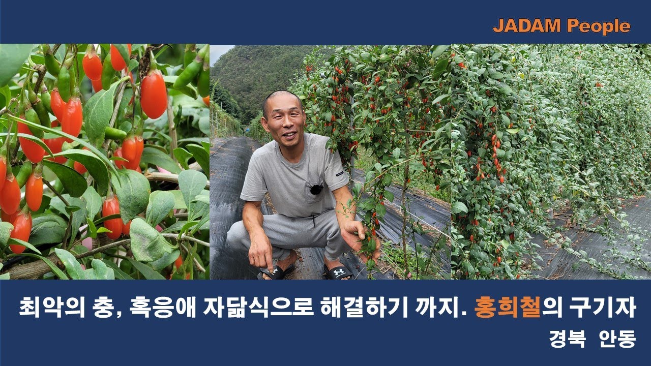 최악의 충, 혹응애 자닮식으로 해결하기까지 / The Worst Pest, Gall Mites Are Controlled by JADAM Method.
