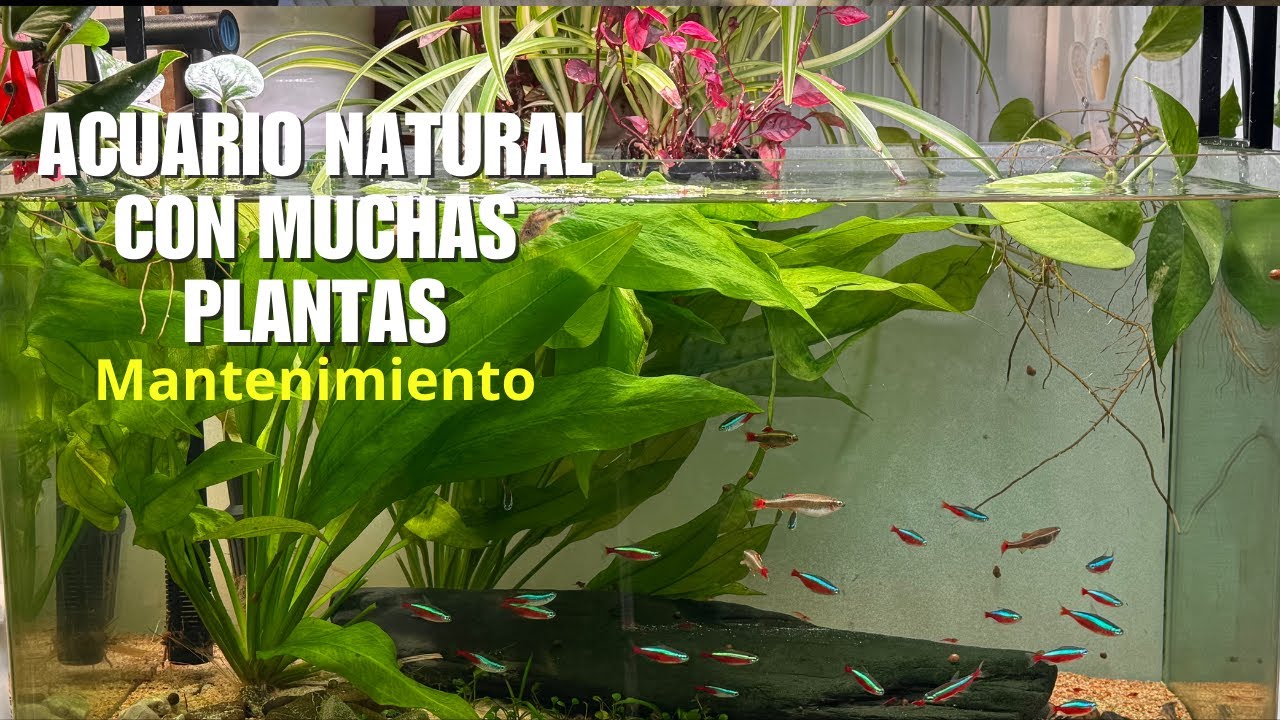 Acuario Natural de Neones Invasión de Potos Requiere Limpieza Inmediata