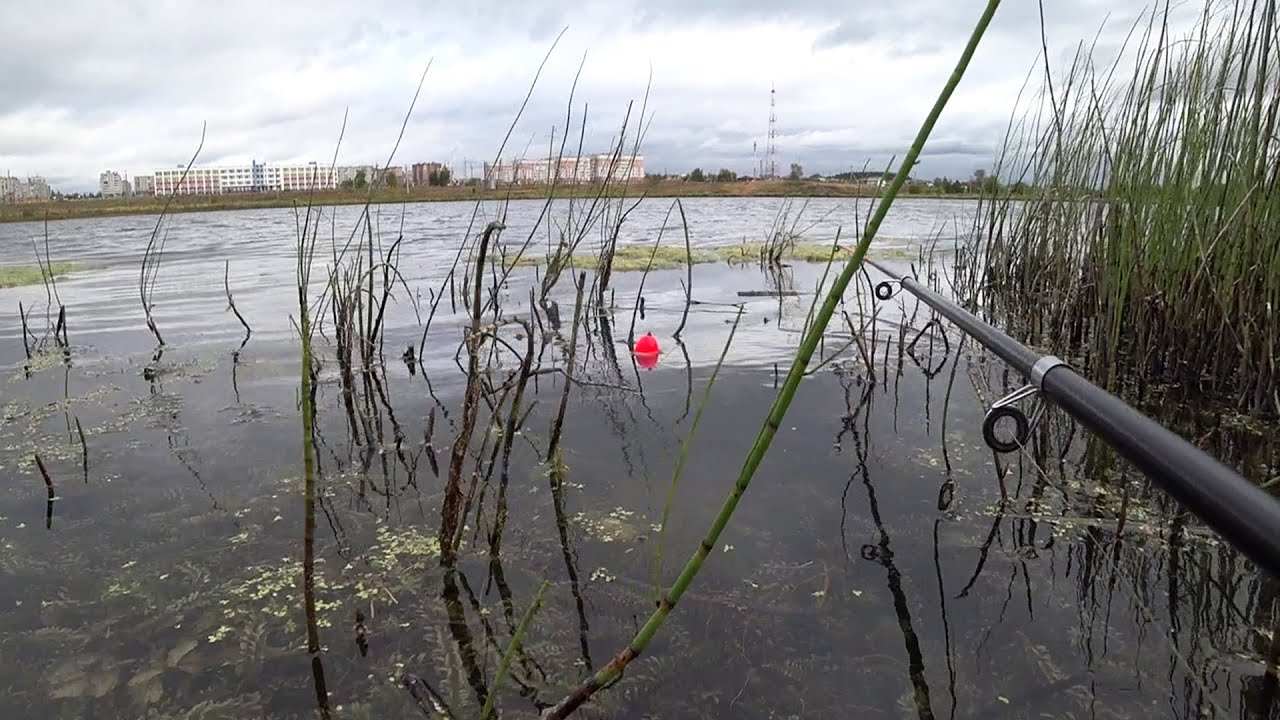 ЩУКА В ТРАВЕ НА ПОПЛАВОК! ОСЕННЯЯ РЫБАЛКА С ЖИВЦОМ НА ВОДОЁМЕ В ШАГЕ ОТ ДОМА! УДОЧКА/СПИННИНГ/ФИДЕР!