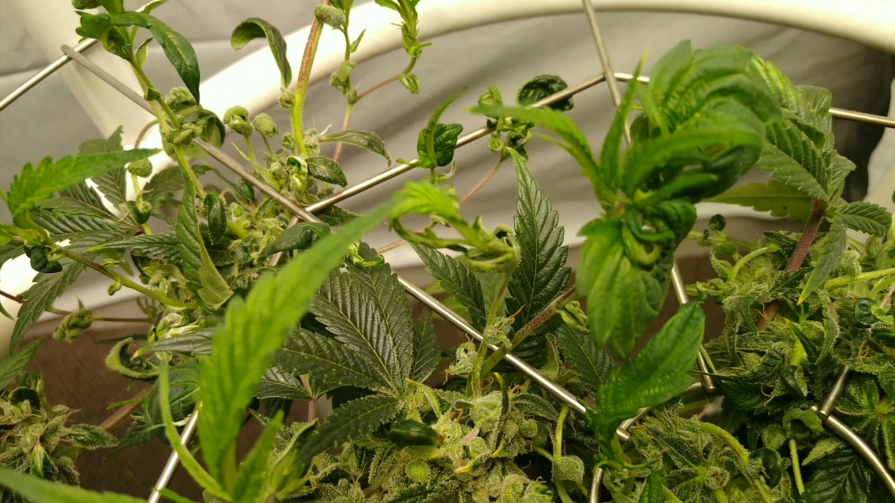 Sideways Monster Crop, Blackberry Kush