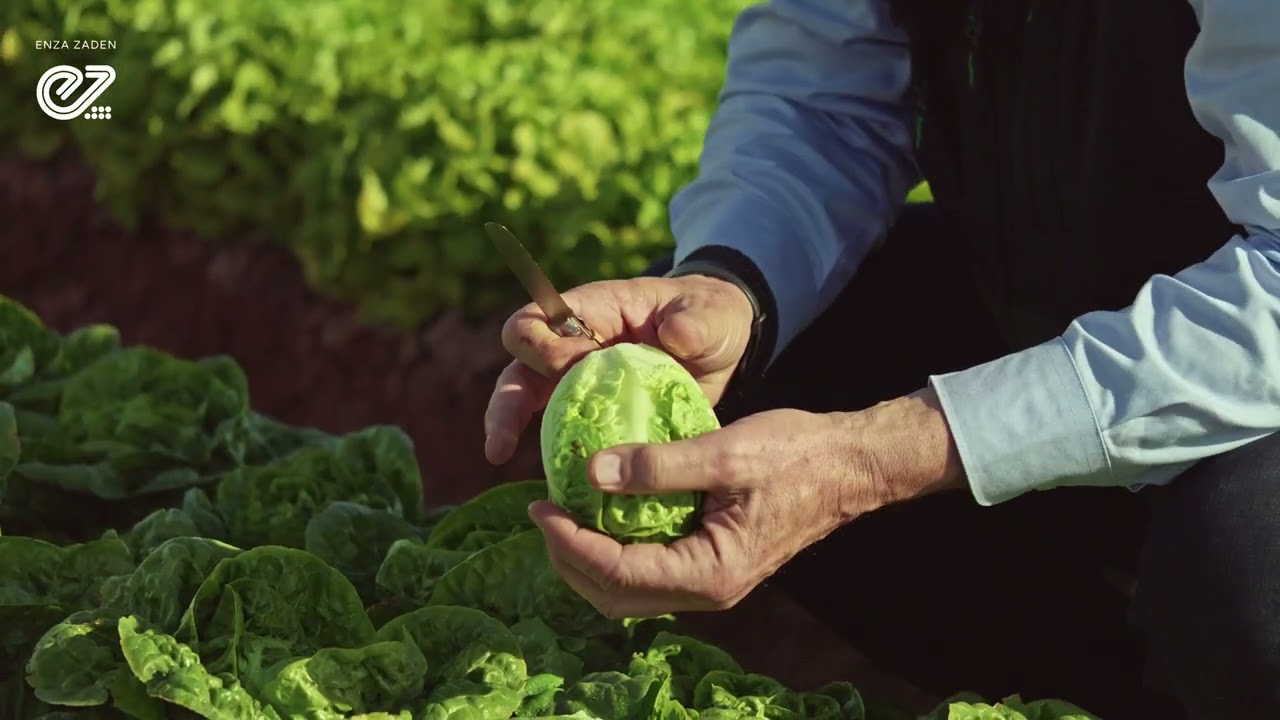 Niamh - Little Gem lettuce - Enza Zaden variety