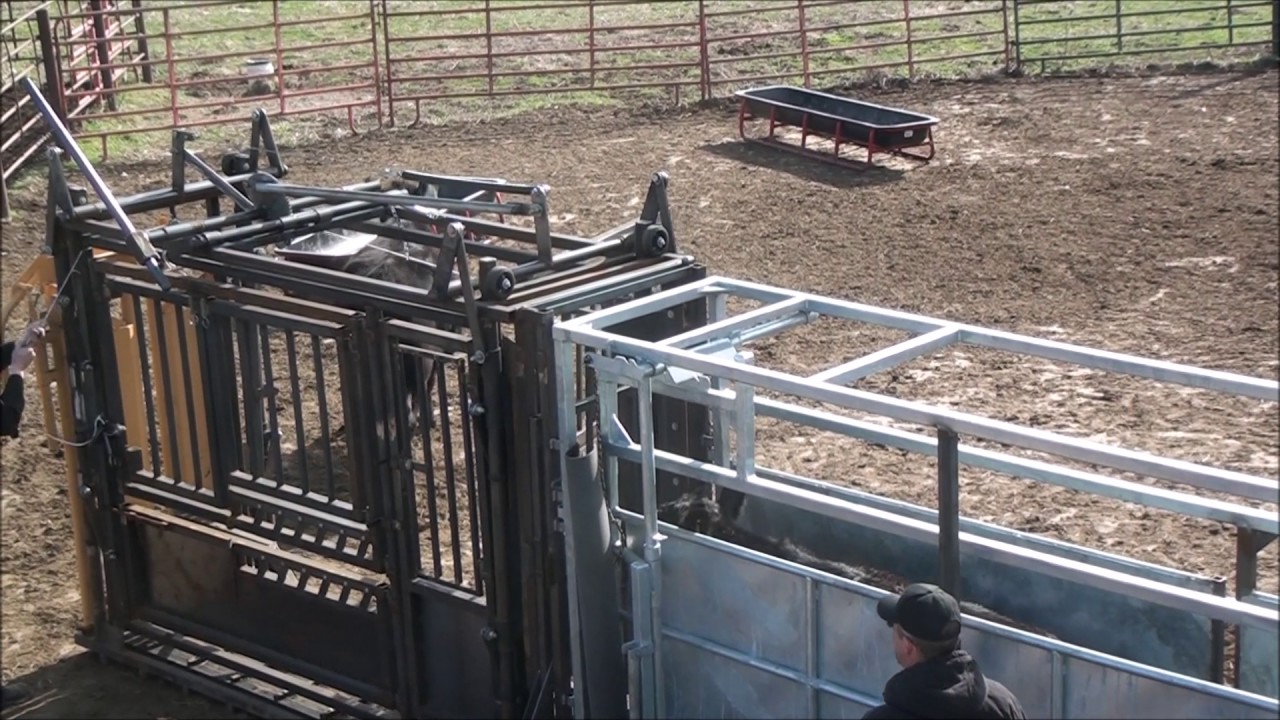 LAG Industries Working Chute Crowding Tub and Alleyway