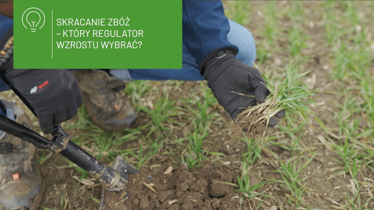 🌾Skracanie zbóż – który regulator wzrostu wybrać?🌾
