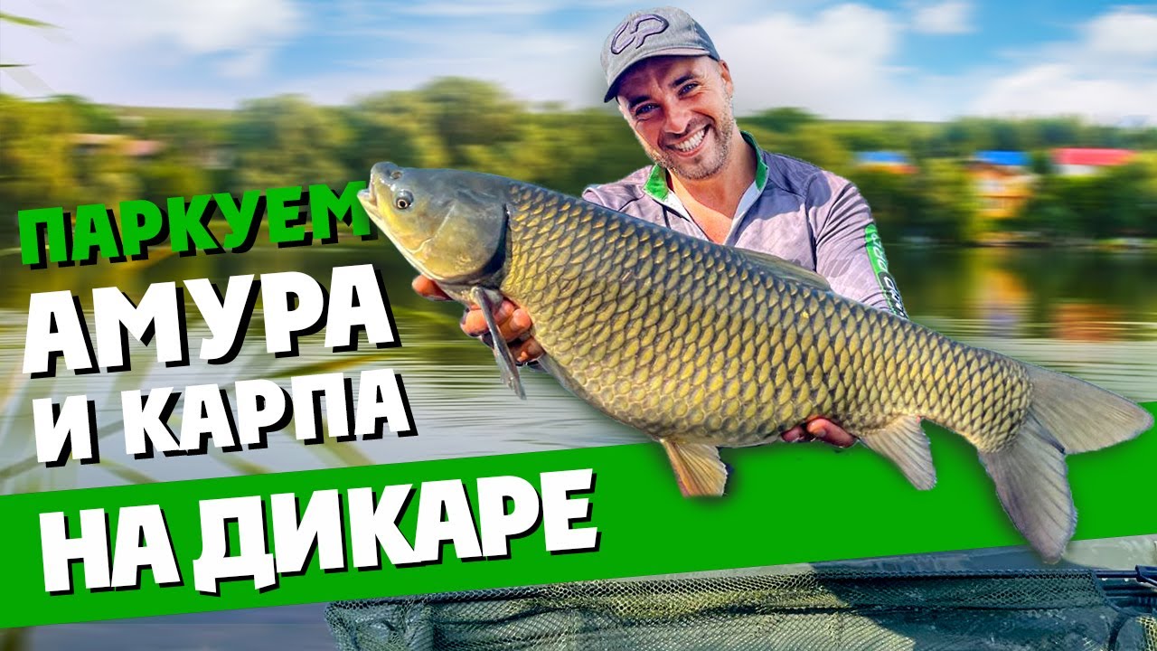 Ловля КАРПА и БЕЛОГО АМУРА на ДИКАРЕ! КАРПФИШИНГ на диком водоеме или РЫБАЛКА в завоз...